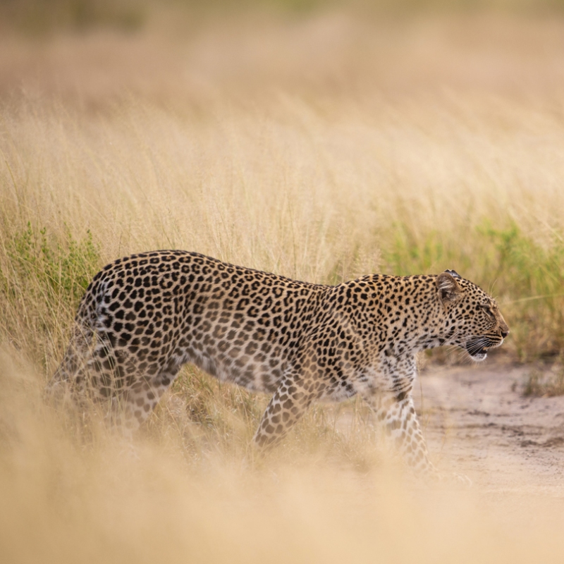 leopard in grass