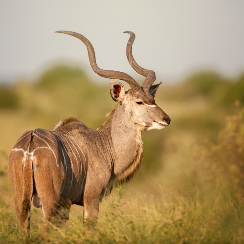 male kudu